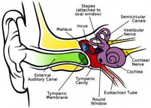 Benign Paroxysmal Positional Vertigo Bppv Causes Symptoms Diagnosis And Treatment Natural