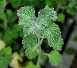 White Horehound - Natural Health News