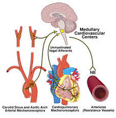 Neurocardiogenic Syncope Causes, Symptoms, Diagnosis and Treatment ...