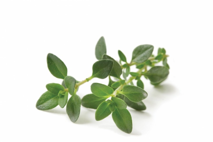 thyme meaning in bengali