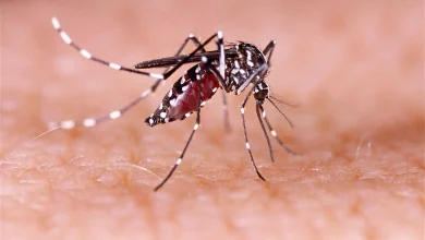 CDC issues public health alert for dengue amid record-high cases