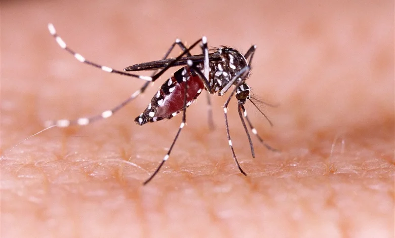 CDC issues public health alert for dengue amid record-high cases