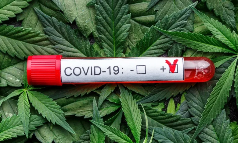 Cannabis use linked to worse COVID-19 outcomes