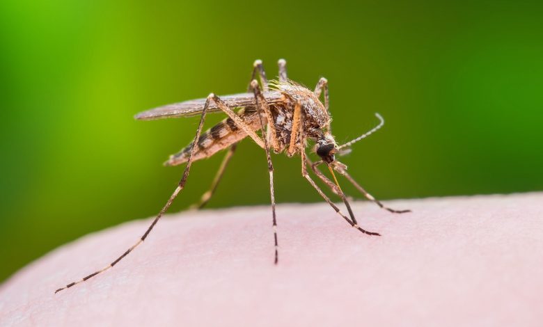 West Nile virus in Israel