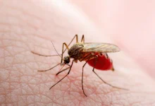 Brazil records world’s first Oropouche virus deaths