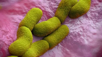 Bubonic Plague Strikes Colorado, Health Officials Confirm