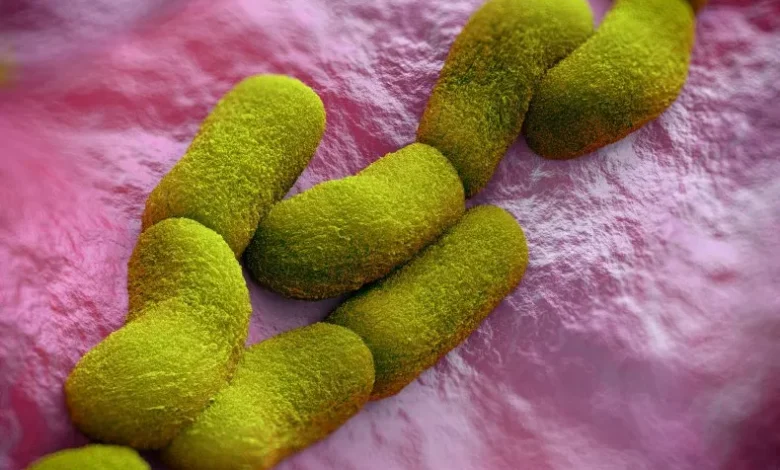 Bubonic Plague Strikes Colorado, Health Officials Confirm