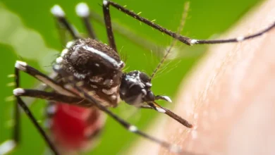 CDC Issues Dengue Warning For U.S. As 27 IL Travelers Sickened