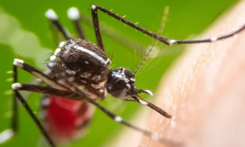 CDC Issues Dengue Warning For U.S. As 27 IL Travelers Sickened