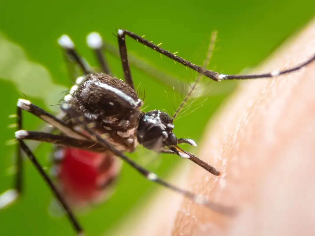 CDC Issues Dengue Warning For U.S. As 27 IL Travelers Sickened ...