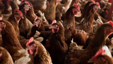 Extreme heat may be crucial factor in human spread of bird flu