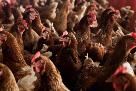 Extreme heat may be crucial factor in human spread of bird flu