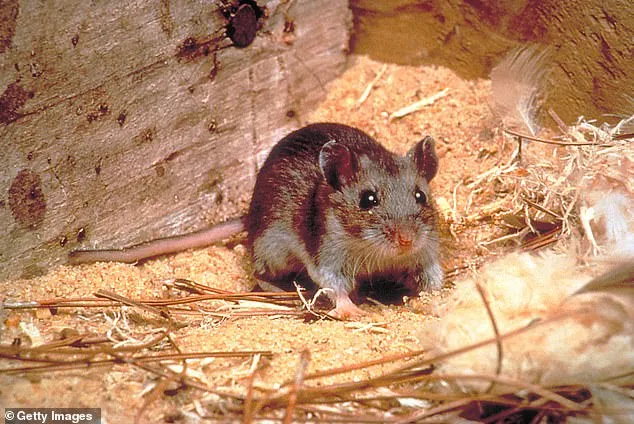 Health warning issued as incurable rat disease kills four people in two US states