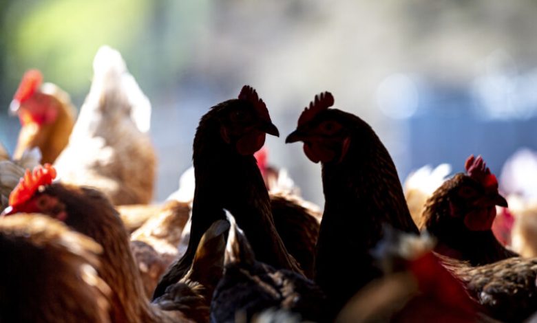 Human bird flu cases tick up; second Colorado poultry farm reports spread