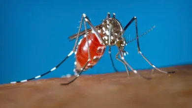 Maine town warned of mosquito-borne illness