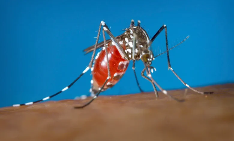 Maine town warned of mosquito-borne illness