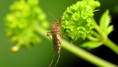 Mosquitoes in northern Anoka County test positive for West Nile virus