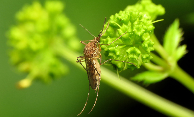 Mosquitoes in northern Anoka County test positive for West Nile virus