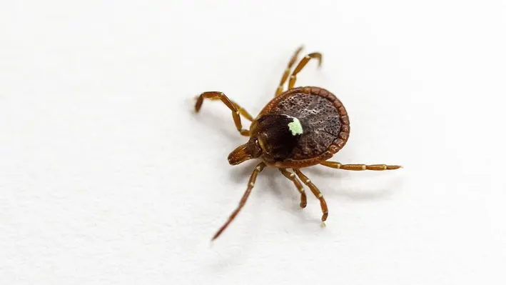 Tick Species That Can Cause Meat Allergy And Other Illnesses Is Spreading Across The US, Study Suggests