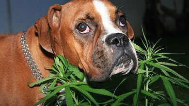 Can You Smoke Weed With Your Dog