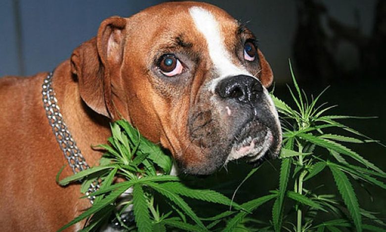 Can You Smoke Weed With Your Dog