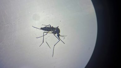 Spanish lab sterilises mosquitoes as climate change fuels spread of dengue fever