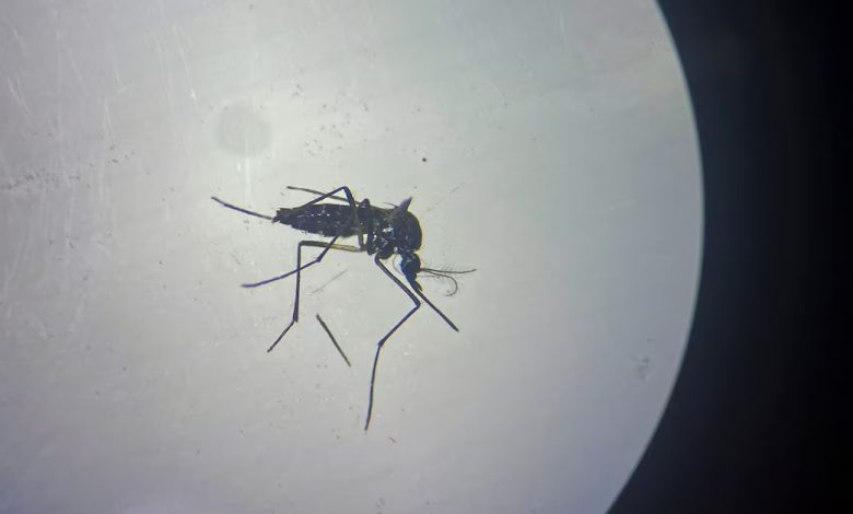 Spanish lab sterilises mosquitoes as climate change fuels spread of dengue fever