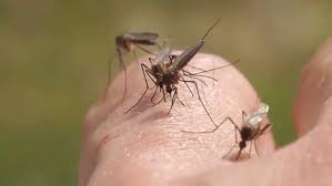 Sugar Land to spray twice per week after positive West Nile virus findings