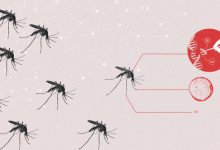 Genetically modified mosquitoes could strengthen war on malaria