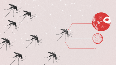 Genetically modified mosquitoes could strengthen war on malaria