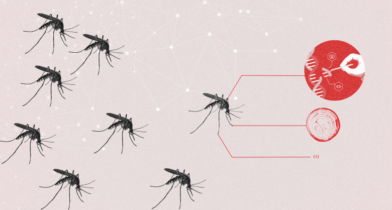 Genetically modified mosquitoes could strengthen war on malaria