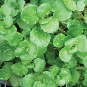 Watercress