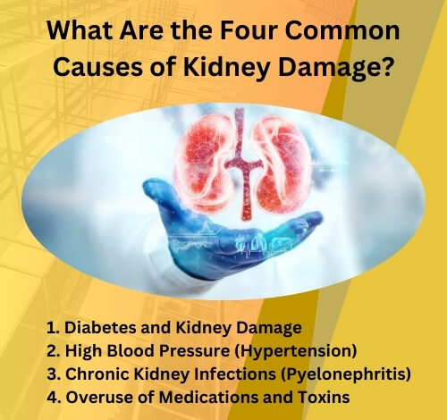 What Are the Four Common Causes of Kidney Damage